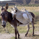 Image for article titled What To Say If You’re Not Comfortable Traveling During Covid-19